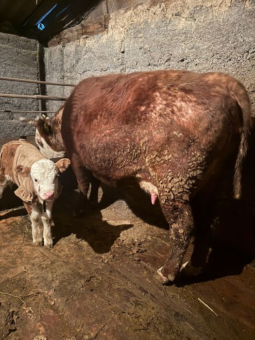 Продам корову с теленком