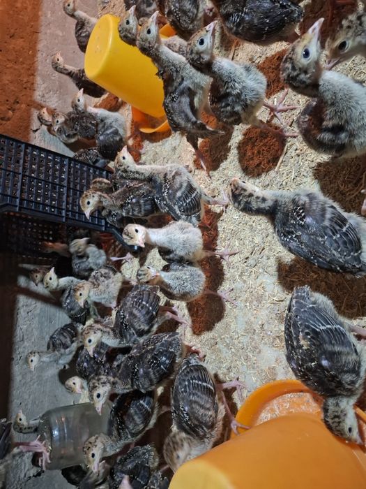 бронза 708 курка жожалари бор