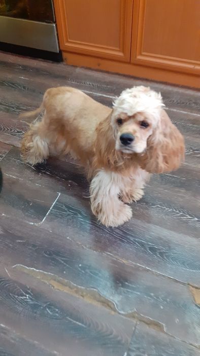 привозной кобель американского кокер спаниеля