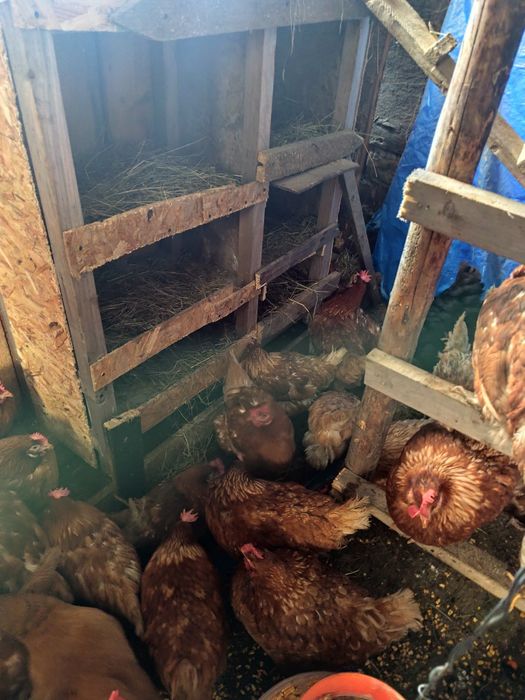 Vând găini outoare 40 buc de la 10 în sus 35 bucc