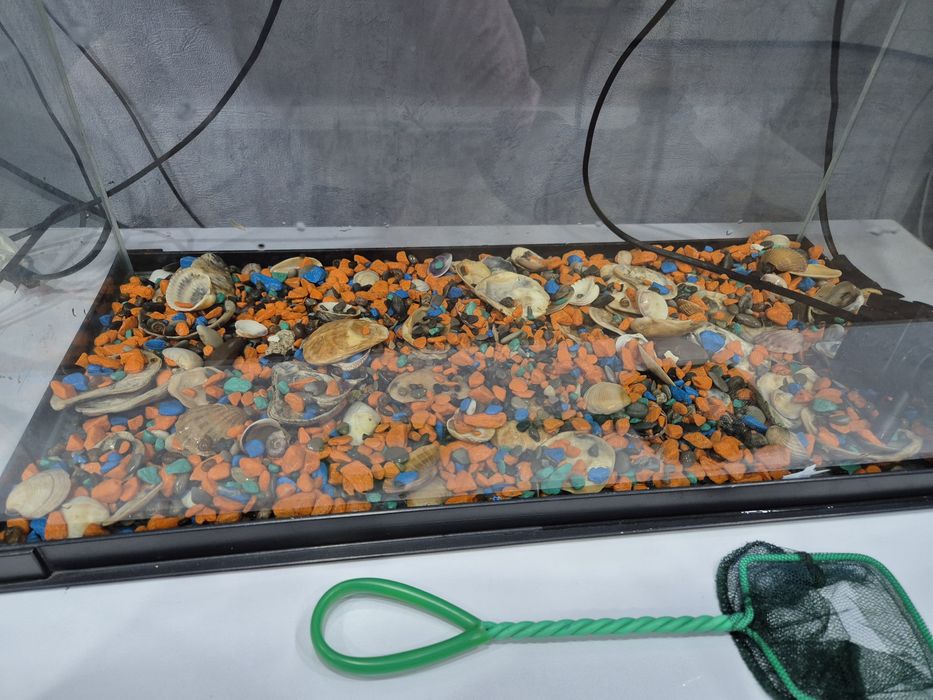 Аквариум с ракушками