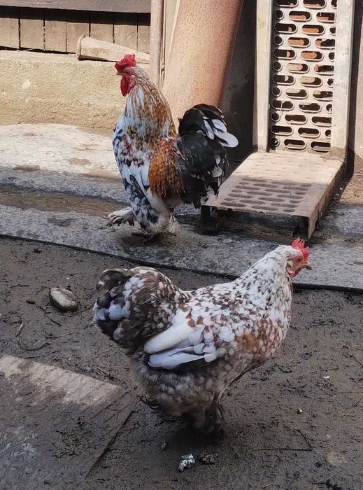 Vând găinușe  pitice