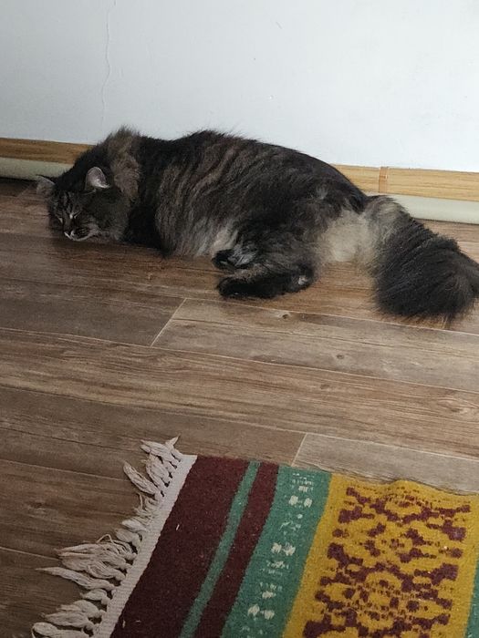 Кошка умная и красивая