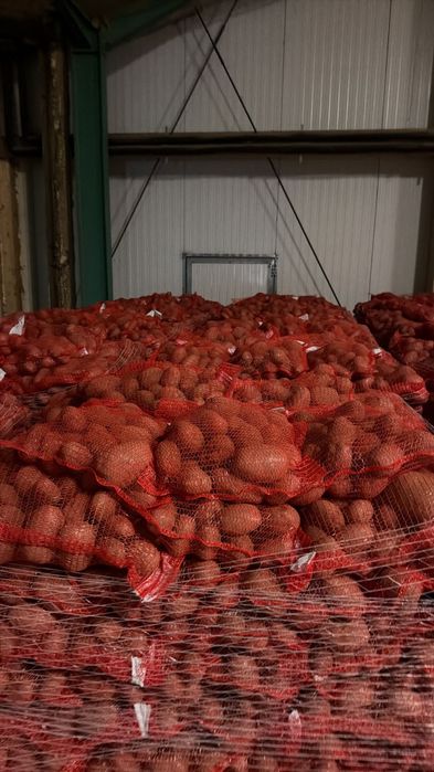 Cartof alb-rosu Franța lux