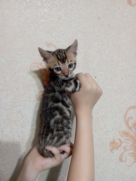 Бенгальские котята