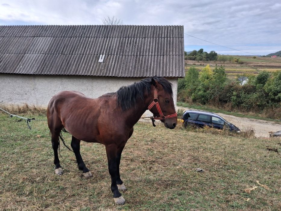 Mânz de 3 ani învățat la caruta