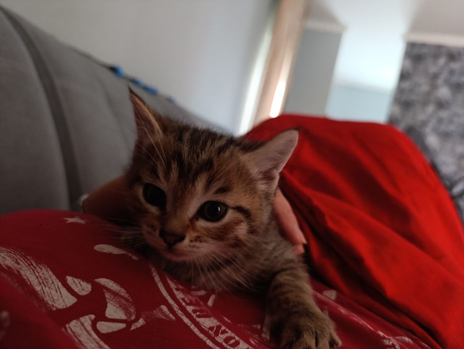 Отдадим котенка в добрые руки мальчик