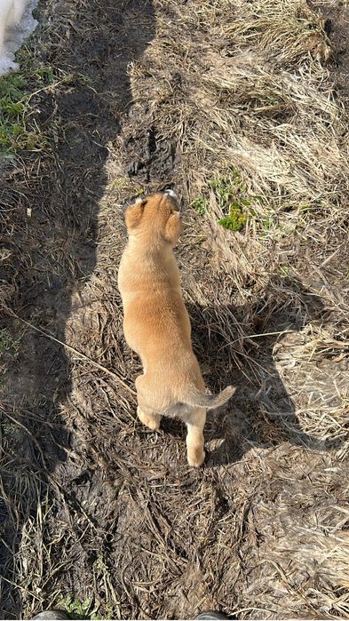Продам щенка Алабая