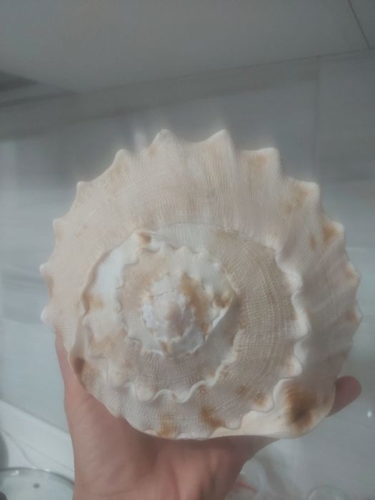 Vand scoică  uriașă  din Atlantic