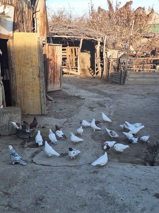 Голуби породистые