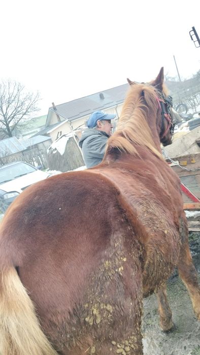 Vând armăsar de doi ani!!