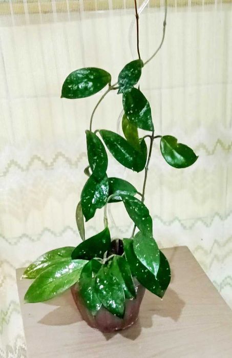 Продам. Хойя - растение семейного счастья.