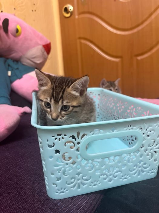котенок в добрые руки