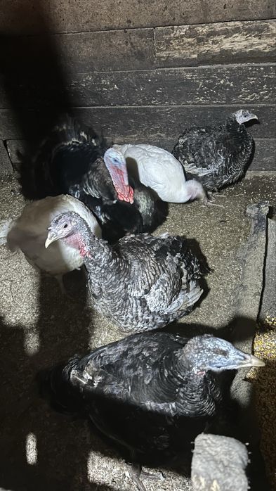 Vand curci / curcani