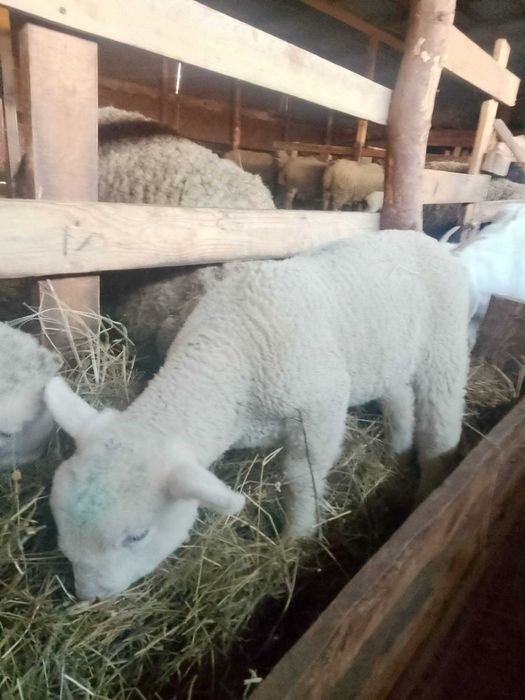 Vând berbecuți din rasa Ile de france părinți cu pedigri