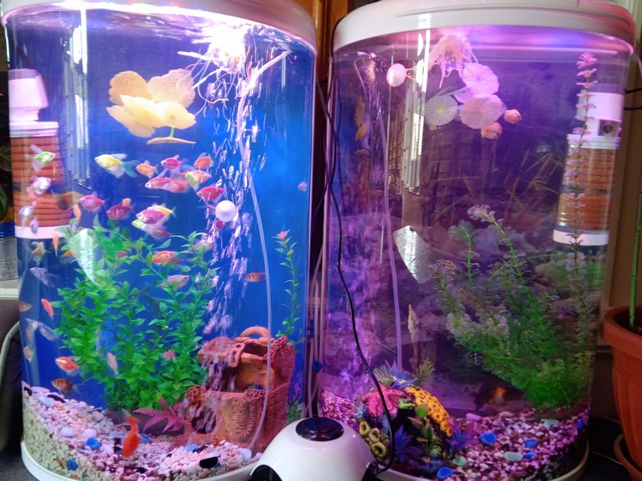 Akvarium va baliqlar bilan