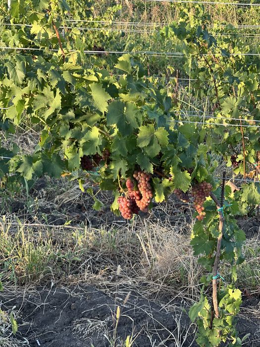 Struguri pentru vin