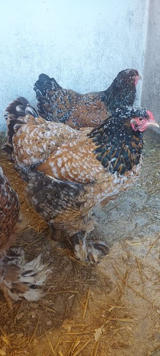 Ouă pt incubat Brahma Porțelan