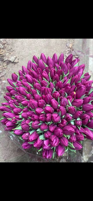 Тюльпаны оптом голландские