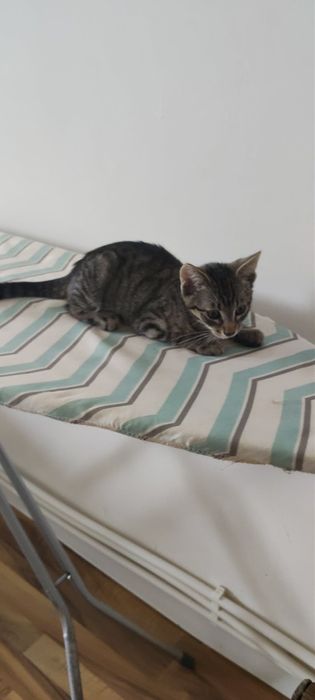 Dau două pisici spre adopție