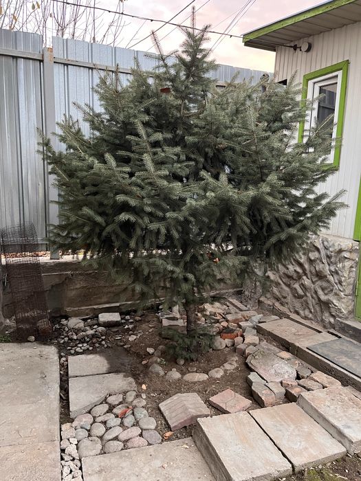 Ель голубая в земле