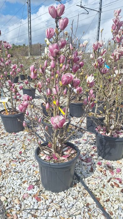 Magnolia tufa magnolia copac magnolia grandiflora