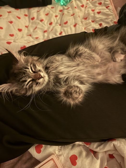 Отдам кошку в добрые руки