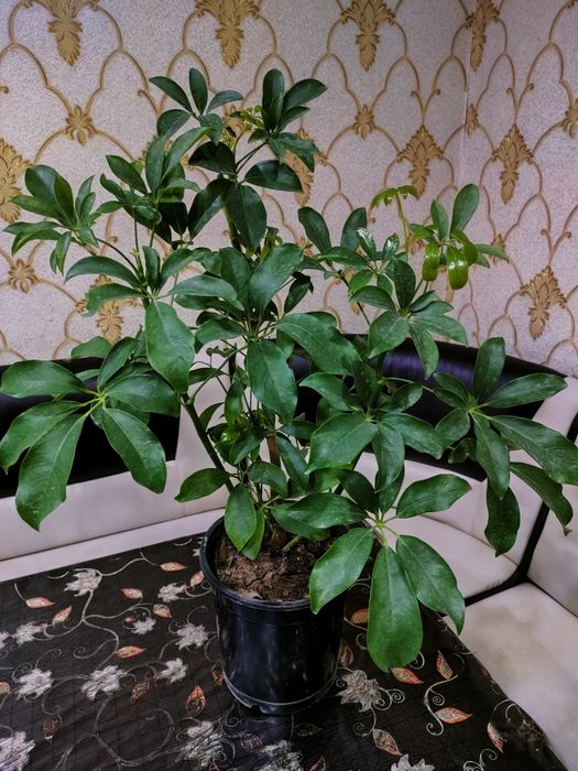 Растения .  Есть доставка