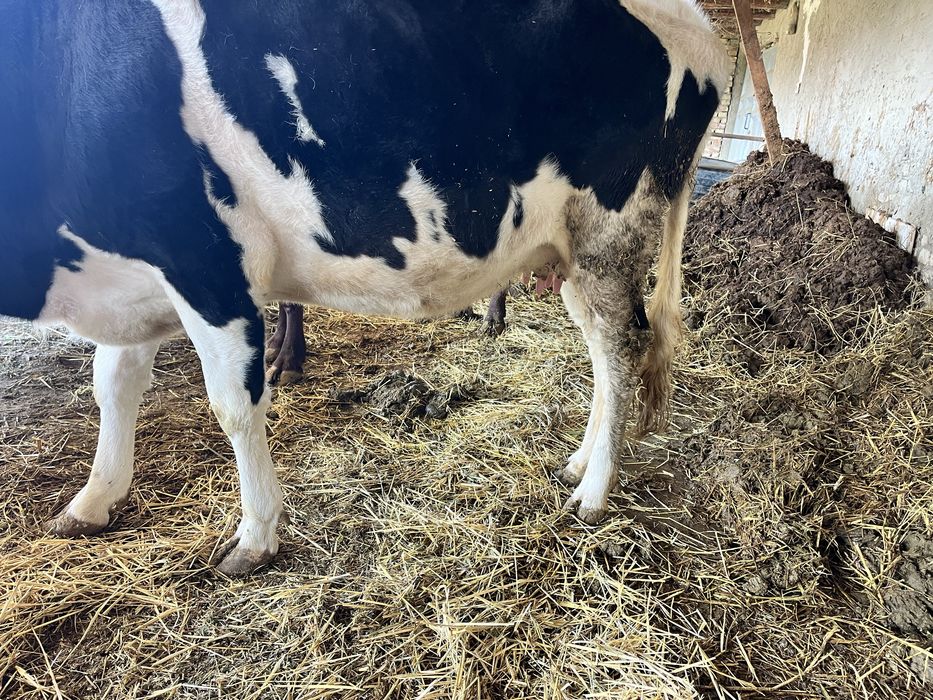 ona bola sigir sotiladi