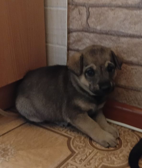 Щенки звонки в добрые руки