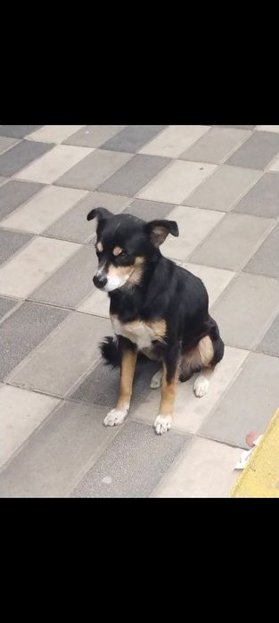 Пропала Собака кабель