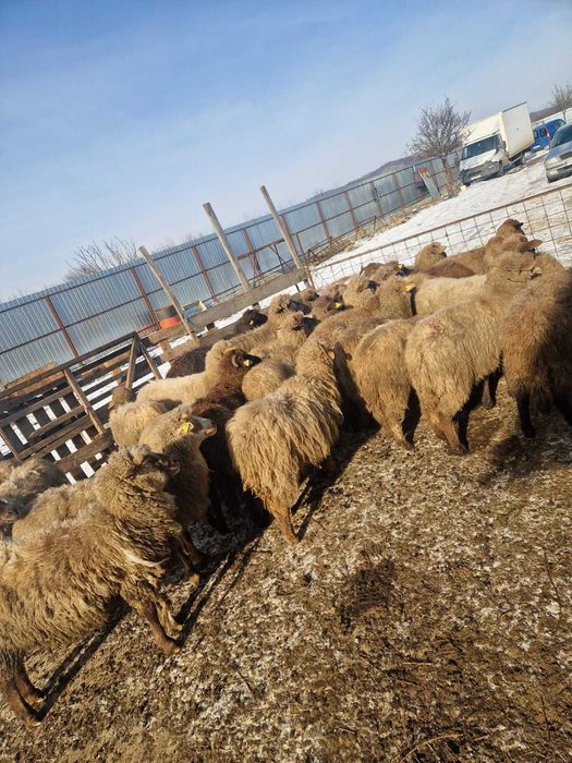 Vand 20 de oi la 500 de lei bucata