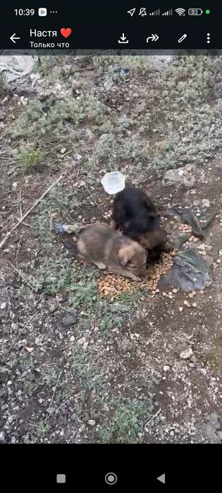 Щенки отдаем в добрые руки