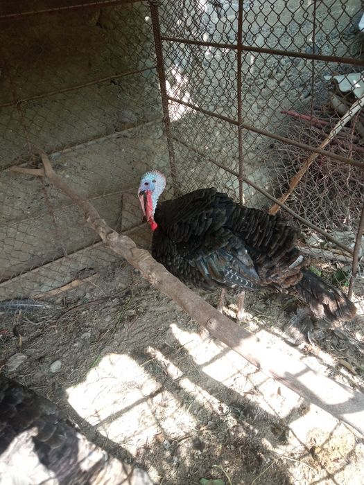 Xolati yaxwi kurki xoʻroz