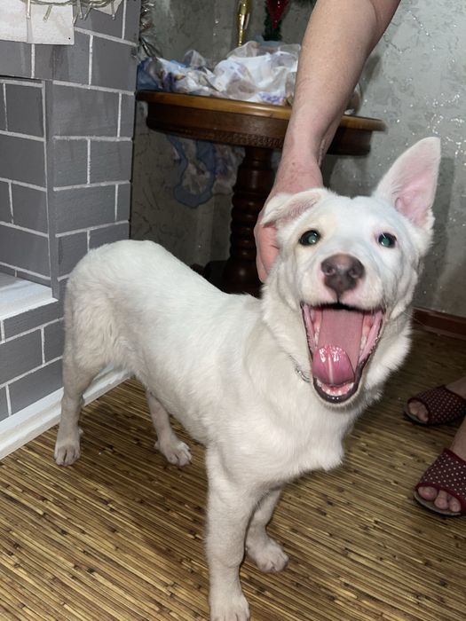 Щенок белой овчарки