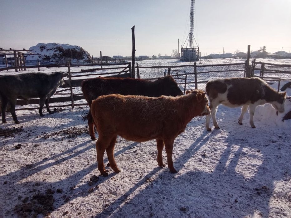 Годовалые телята