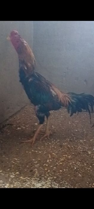 Дакан бойцовые туляк