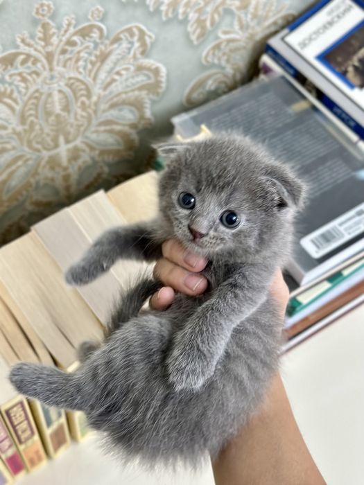 Котята вислоухие