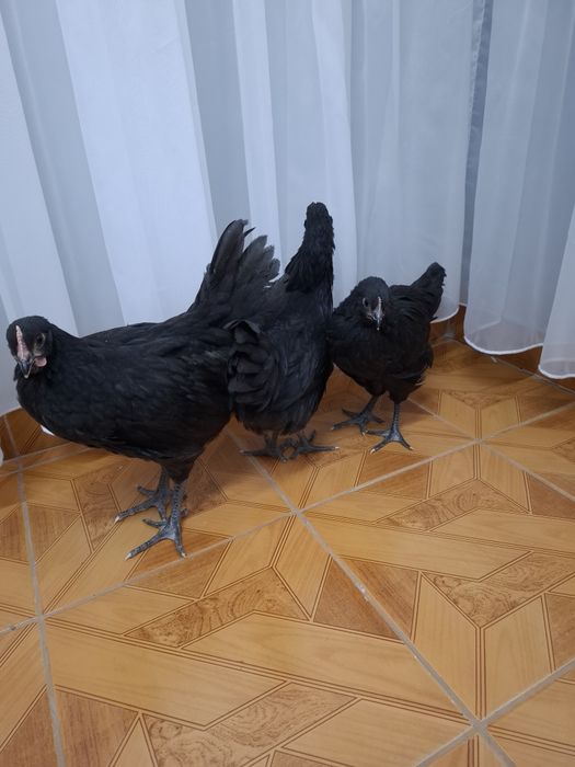 Vând pui Australorp