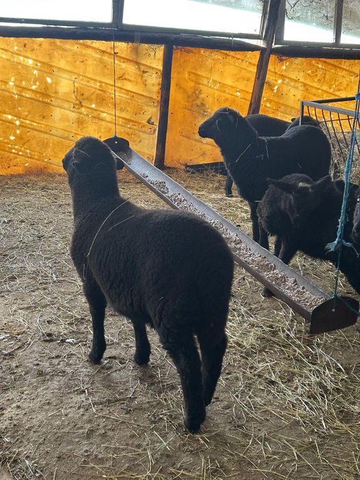 Продавам агнета 25 до 30 кг 7 евро