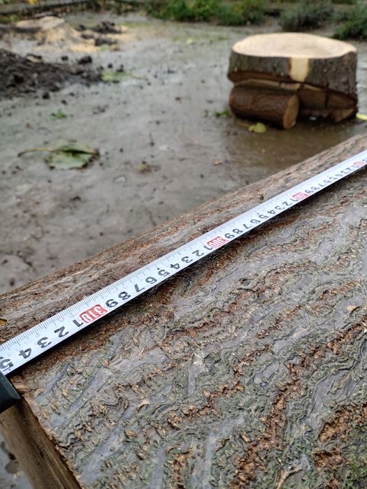 Trunchi Paulownia - 3,15 m lungime, 47 cm diametru, categoria A/B