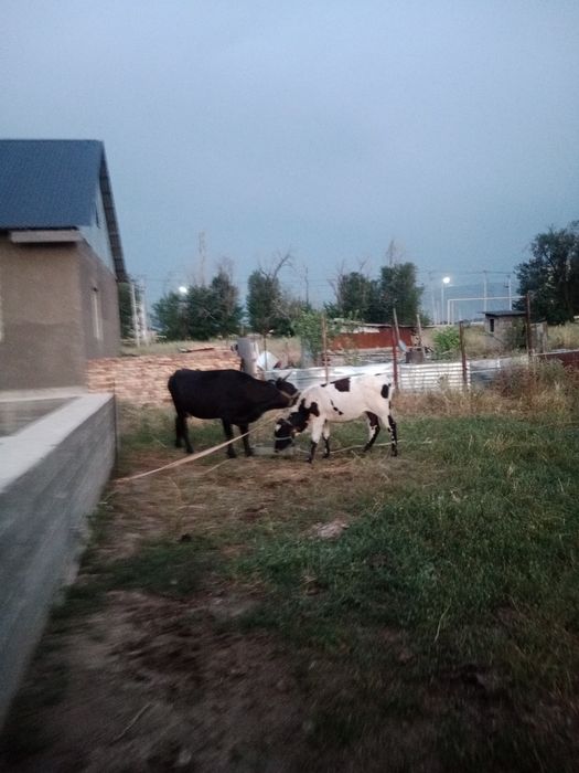 Бұзаулы сиыр  сатылады