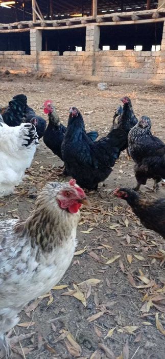 Писканың қалай жарылғанын қараңыз