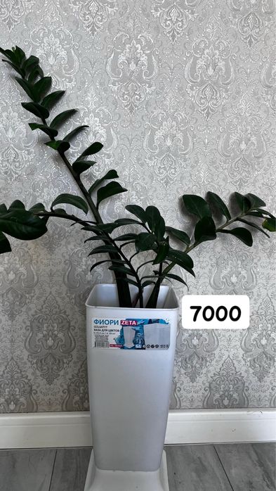 Домашние растение