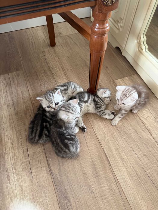 Продам котят. Шотландские