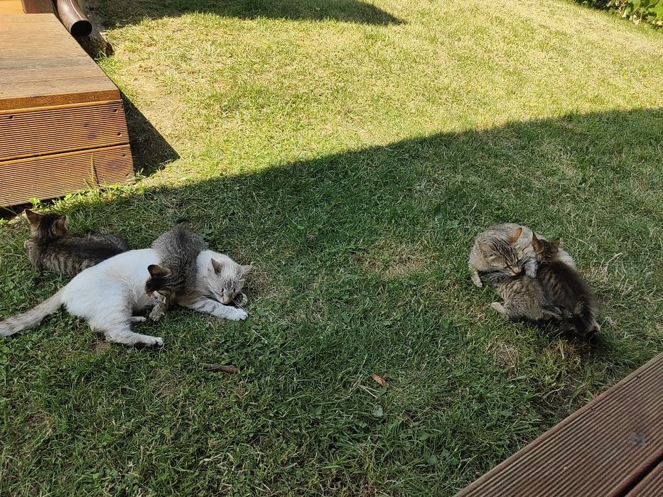 Donez pui pisică Vlădești