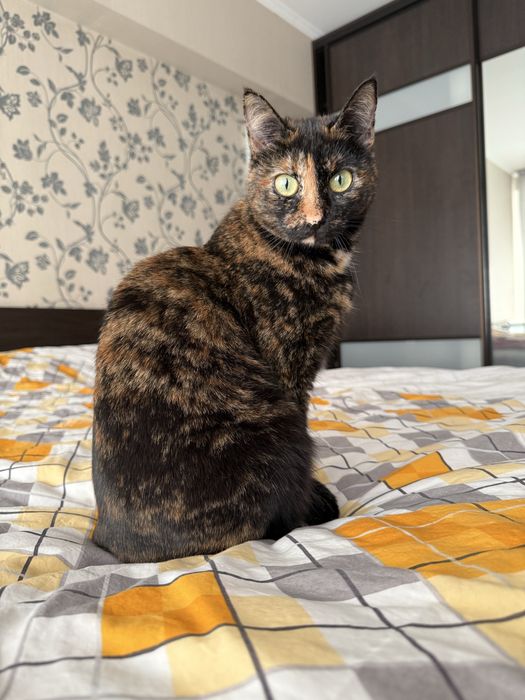 Кошечка Марфуся ищет дом