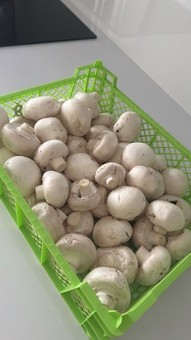 Продам шампиньоны