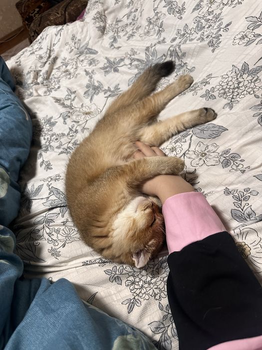 Британский золотая шиншилла