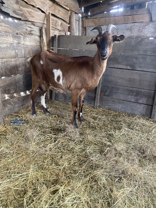 Disponibile capre de top